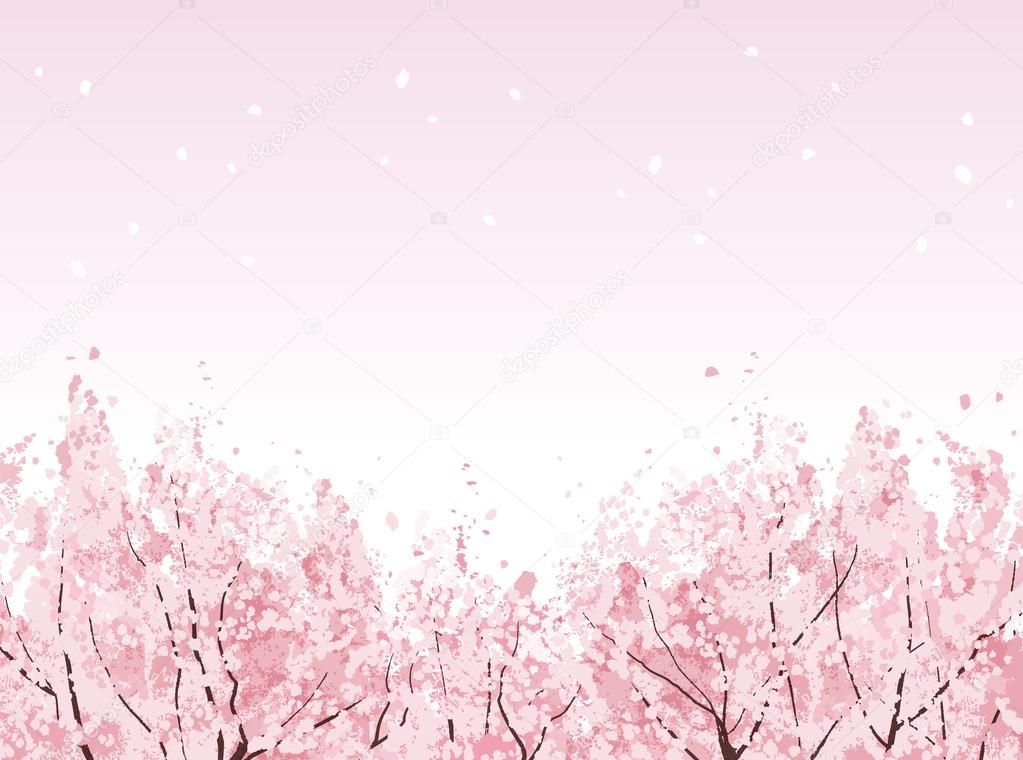 Full bloom of beautiful Cherry blossom trees