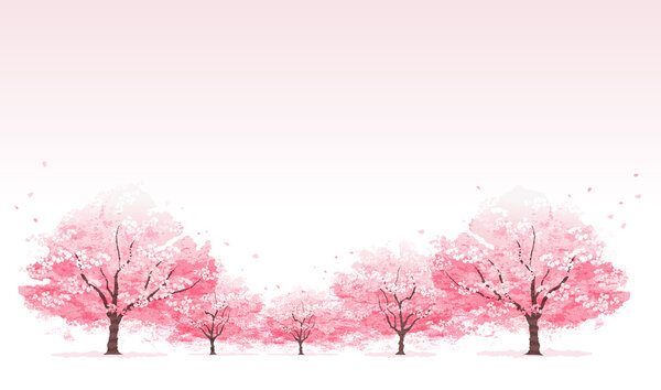 Line of cherry blossom tree background
