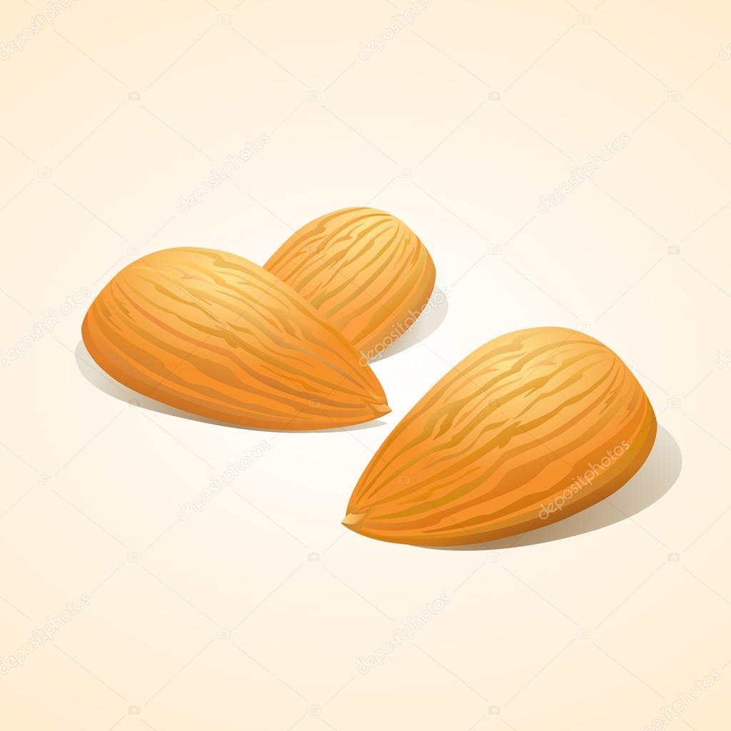 Almond nuts Vector