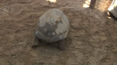 galapagos dev kaplumbağa su girin