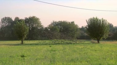 bir alan üzerinde uçan kuşlar sürüsü