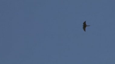 yaban hayatı uçan kuş silhouettes