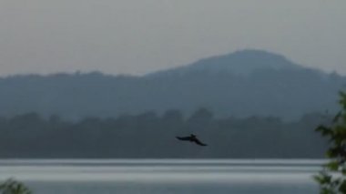bir gölde balık yakalama Şahin