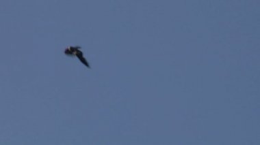 uçan Şahin silhouettes