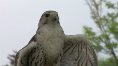 saker Falcon portresi