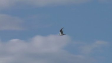 martı gökyüzünde uçar