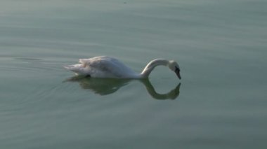 Beyaz kuğular gölde bir