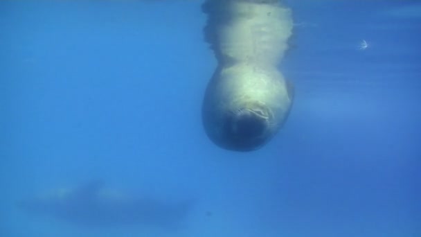 Un groupe de phoques nageant sous l'eau 