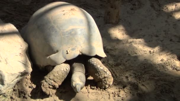 Uma tartaruga gigante das Galápagos — Vídeo de Stock