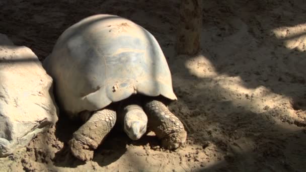 En gigantisk sköldpadda galapagos — Stockvideo