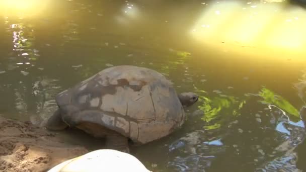 En gigantisk sköldpadda galapagos ange vattnet — Stockvideo
