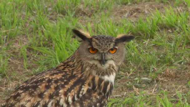 Eagle Owl portrait — Stock Video