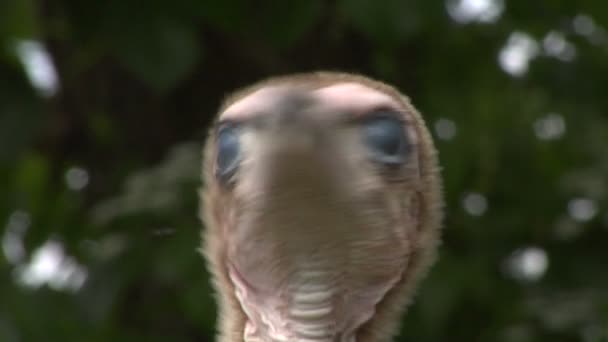 Portrait de vautour à capuchon — Video