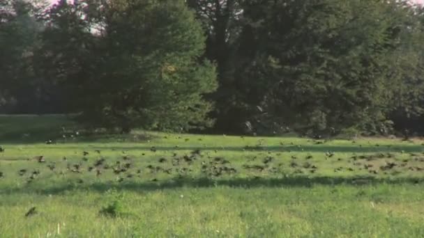 Rebanho de aves voando sobre um campo — Vídeo de Stock