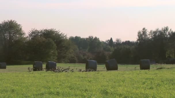 Troupeau d'oiseaux survolant un champ — Video