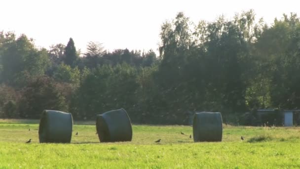 Flock fåglar som flyger över ett fält — Stockvideo