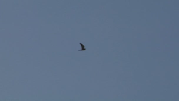 Silhouettes d'oiseaux volants 