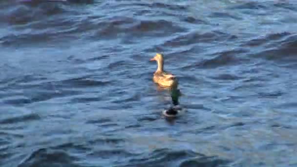 Uçan yaban ördeği — Stok video
