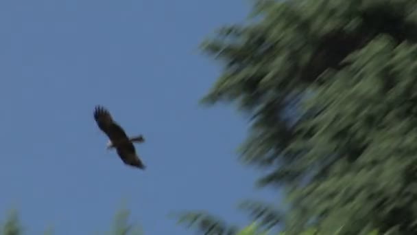 Fliegender Falke — Stockvideo