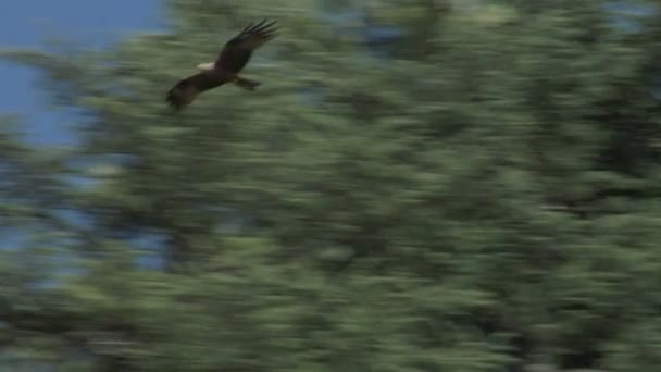 Falco volante — Video Stock