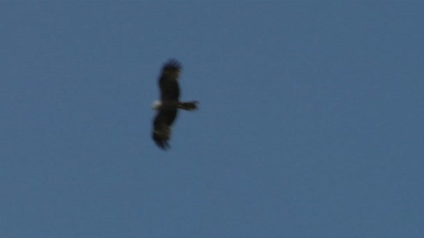 Wildlife flying bird silhouettes — Stock Video