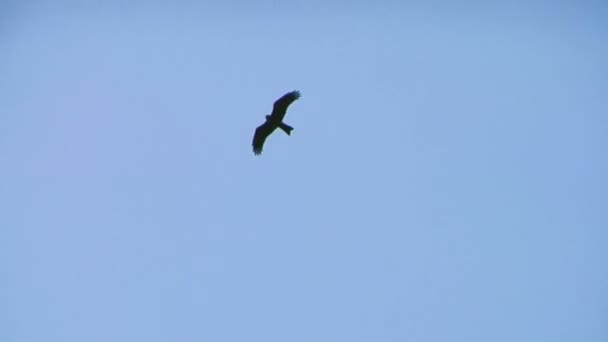 Silhouette di uccelli volanti della fauna selvatica — Video Stock