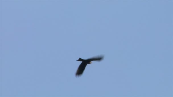 Wildlife létající pták siluety