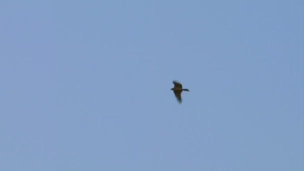 Silhouettes de faucon volant 