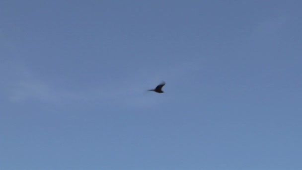 Silhouettes de faucon volant 