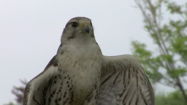 Saker Falcon portrait — Stock Video