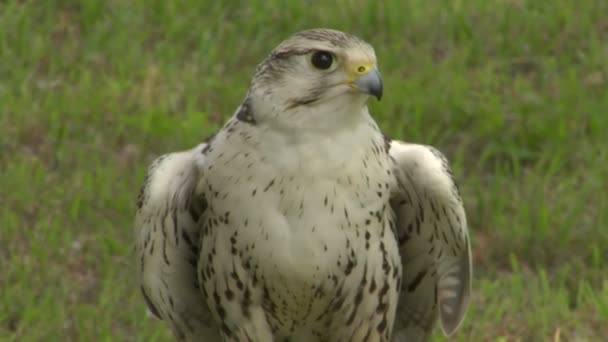 Saker sokół portret — Wideo stockowe