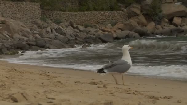 在海岸上的海鸥 — 图库视频影像