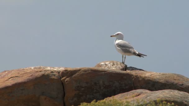 Gaviota en la costa — Vídeos de Stock