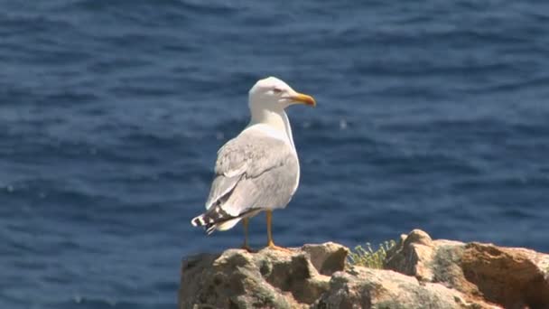 Gaivota na costa — Vídeo de Stock