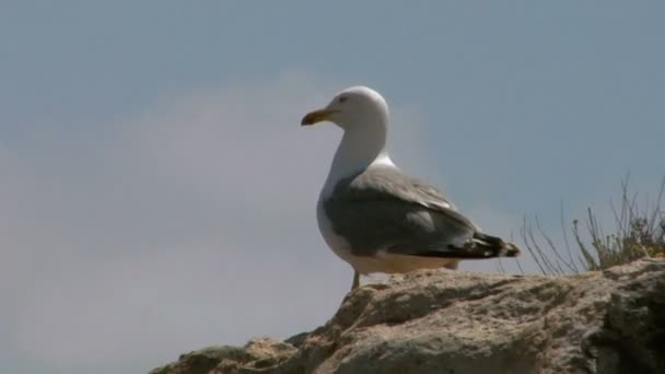 Seagull on coast — Stock Video