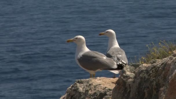 Gaviota en la costa — Vídeo de stock