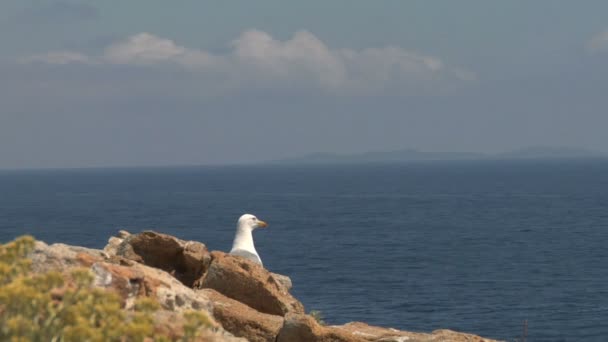 Zeemeeuw op kust — Stockvideo