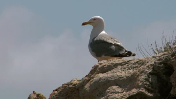 Seagull on coast — Stock Video