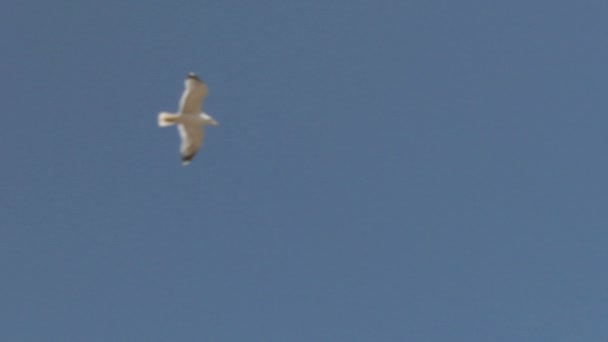 Mouette volante — Video