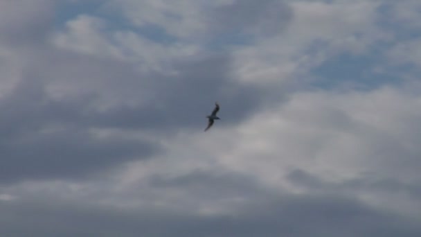 Mouettes de mouettes dans le ciel — Video