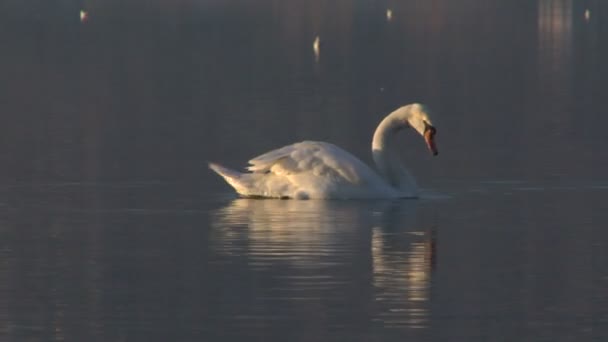 Un cisne blanco en el agua al atardecer — Vídeo de stock