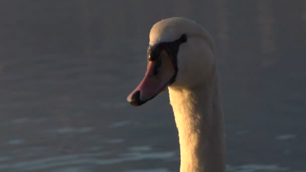 Close-up van een witte zwaan — Stockvideo