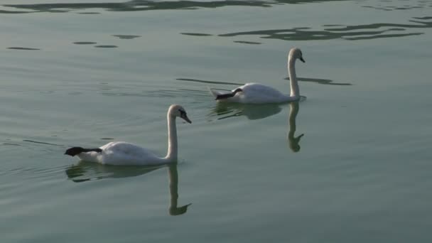 Cigni bianchi in un lago — Video Stock