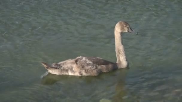 Cisnes blancos en un lago — Vídeo de stock