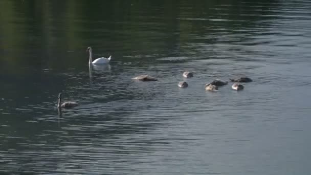 Білі лебеді в озері — стокове відео