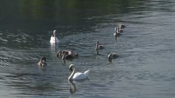 Cisnes blancos en un lago — Vídeo de stock