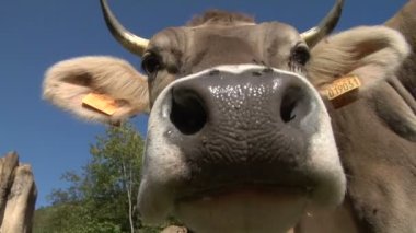 bir inek meraklı burun