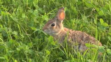 bir tavşan çim yakın çekim