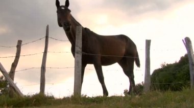 bir çitin üzerinden seyir at
