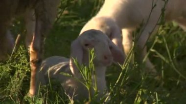 kameraya batımını kuzu